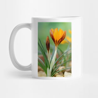 Crocus  &#39;Orange Monarch&#39; Mug